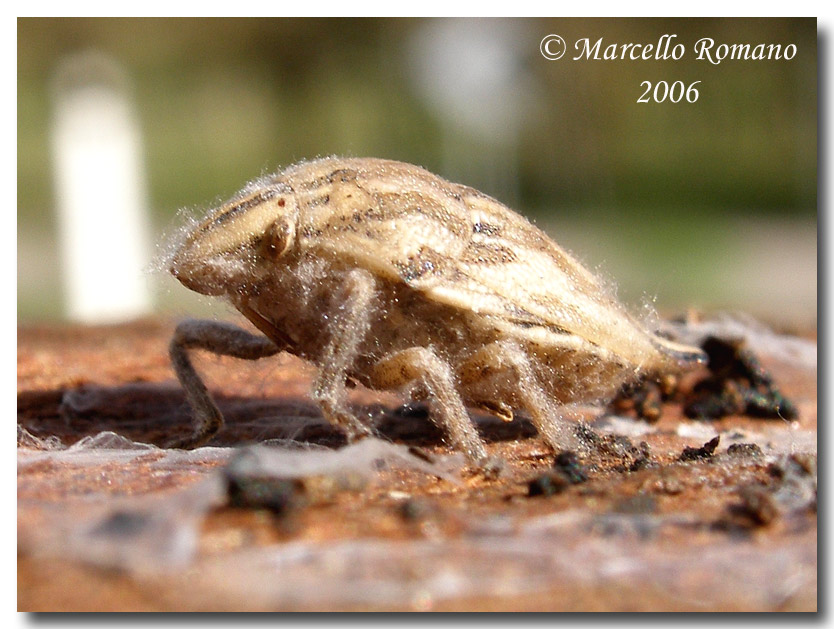 Dobbiamo stare vicini vicini (ovvero: inverno in compagnia)